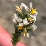 Linum strictum Cvijet