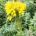 Petrosedum montanum Flower