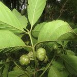 Morinda panamensis ഇല