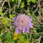 Scabiosa atropurpureaപുഷ്പം