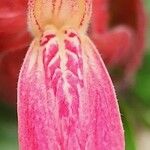 Justicia brandegeeana Flor