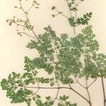 Thalictrum foetidum Natur