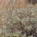 Artemisia gorgonum പുറംതൊലി