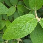 Viburnum × rhytidophylloides