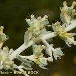 Thymelaea virgata Flor