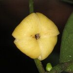 Diospyros bipindensis Fruto