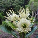 Xanthostemon vieillardii Flor