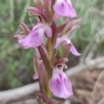 Anacamptis collinaFlower