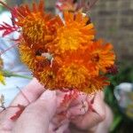 Pilosella guthnikiana Flower