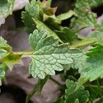 Lamium garganicum Fuelha