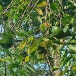 Campomanesia phaea Fruit