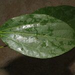 Abuta panamensis Leaf