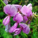 Desmodium canadense Çiçek