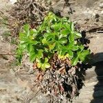 Alchemilla saxatilis Hoja