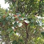 Sorbus aria Fruit