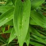 Lilium candidum पत्ता