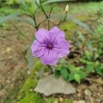 Ruellia simplexBlomst