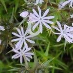 Drypis spinosa Fula