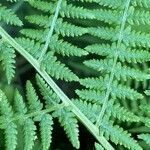 Athyrium filix-femina Feuille