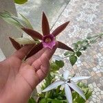 Phaius tankervilleaeKwiat