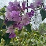 Mansoa alliacea Flower