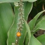 Sansevieria hyacinthoides 果實