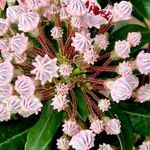 Kalmia latifolia Blüte