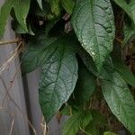 Momordica cochinchinensis Φύλλο