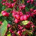 Euonymus europaeus Fruit