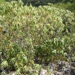 Croton flavens Habit