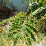 Libidibia coriaria Leaf