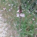 Verbena officinalisFlower