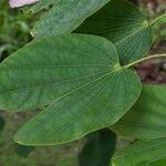 Bauhinia purpurea Levél