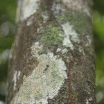 Fusaea longifolia Bark