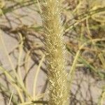 Cinnagrostis vicunarum