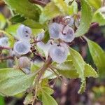 Rubia fruticosa Fruto