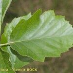 Karpatiosorbus remensis Blatt