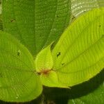 Miconia crenulata Blad