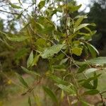 Maytenus boaria Hoja