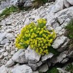 Saxifraga aizoides Λουλούδι