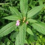 Impatiens glanduliferaFlower