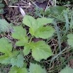 Heracleum sphondylium Blatt