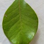 Psidium cattleyanum ഇല