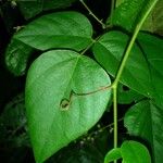 Desmodium purpusii Hoja