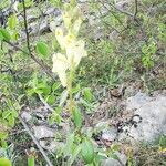 Antirrhinum latifolium Flower