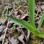 Colchicum umbrosum