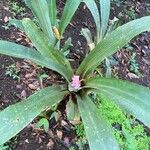 Aechmea weilbachii 葉