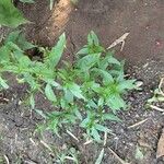 Andrographis paniculata Blad