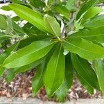 Magnolia virginiana পাতা