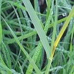 Stipa capensis Leaf